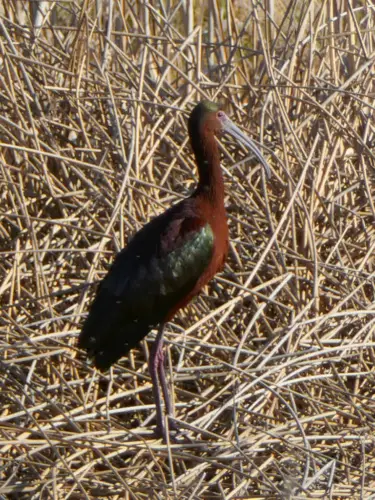 We're Considering Moving to Utah Bear River Migratory Bird Refuge 4